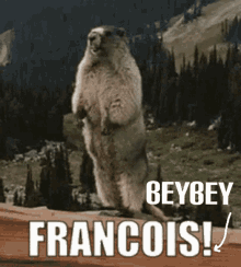 Francois Beybey GIF - Francois Beybey Francois Beybey GIFs