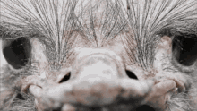 Animal Face Morph GIF - Animal Face Morph Look Alike GIFs