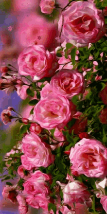 Rose Love Pinks GIF