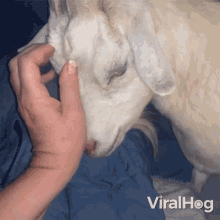 Petting The Goat Viralhog GIF - Petting The Goat Viralhog I Love My Goat GIFs