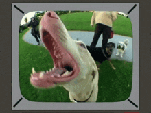 Dog Mouth GIF - Dog Mouth Wide Angle Lens GIFs