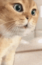 Cat Relationship GIF - Cat Relationship Meme GIFs
