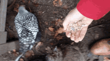 a person feeding a bird with their hand