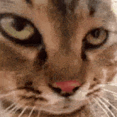Angry Cat Mean Cat GIF - Angry Cat Mean Cat Kitten Cat GIFs