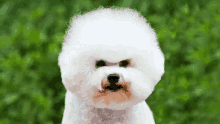 Angry Dog GIF - Angry Dog GIFs