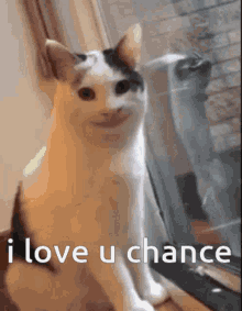 I Love You Chance Polite Cat GIF - I Love You Chance Polite Cat GIFs