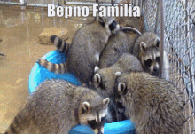 Bepno Familia GIF - Bepno Familia Family GIFs