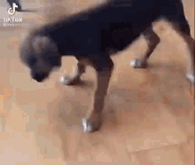 a black dog is walking on a wooden floor .