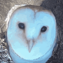 Stare Barn Owl GIF - Stare Barn Owl Robert E Fuller GIFs