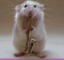 Ratatoño GIF - Ratatoño GIFs