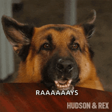 Im Listening Rex GIF - Im Listening Rex Hudson And Rex GIFs