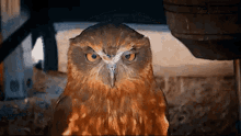 This Is So Boring I Cant Keep My Eyes Open GIF - This Is So Boring I Cant Keep My Eyes Open Owl GIFs