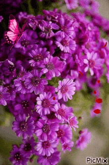 Flower Nature GIF - Flower Nature GIFs