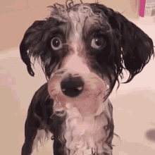 Wet Dog Dog GIF - Wet Dog Dog Dog Wet GIFs