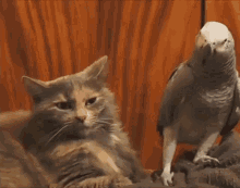 shocked stunned shocked cat dominence parrot