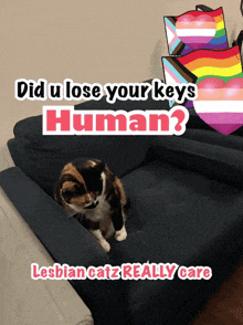 a cat sits on a couch with the words did u lose your keys human lesbian catz really care