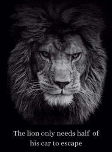 a black and white photo of a lion with a caption that says the lion only needs half of his car to escape