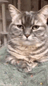 a close up of a cat laying on a green blanket on a bed .