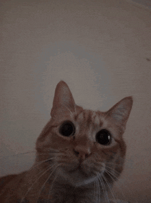 a close up of a cat with the words what written on the top