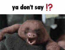 Sloth Ya Dont Say GIF