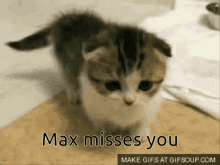 Max Os GIF - Max Os Miss GIFs