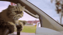 开车 猫咪 可爱 搞笑 GIF - Driving Kitten Cute GIFs