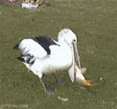 Pelican Screw That Fish GIF - Pelican Screw That Fish GIFs
