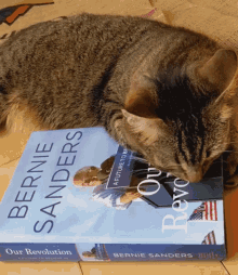 Bernie Cat Cat Bernie GIF