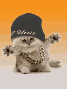 Cats Kittens GIF - Cats Kittens Thug Life GIFs