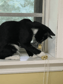 Cat GIF - Cat GIFs