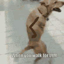 Walk To Earn Lympo GIF - Walk To Earn Lympo Lym Token GIFs