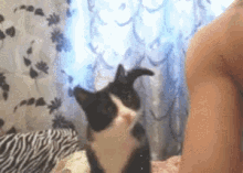 Cat Beg GIF - Cat Beg Pat GIFs