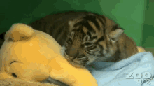 Sleepy Tiger GIF