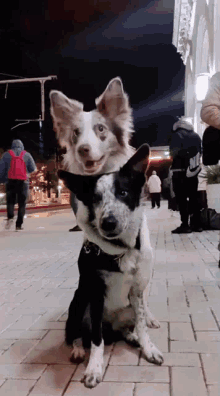 Best Friends Dog GIF - Best Friends Dog Hug GIFs