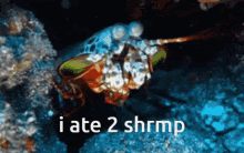 Shriminal Shrimp GIF - Shriminal Shrimp Mantis Shrimp GIFs