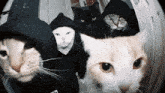 a group of cats wearing black hooded sweatshirts are looking at the camera