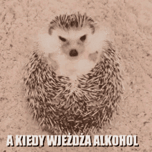 Hedgehog Jez Alkohol GIF