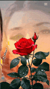 a woman 's face is behind a red rose with water drops on it
