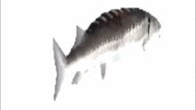 Fish GIF