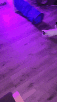 Cat Laser GIF - Cat Laser Run GIFs