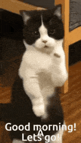 a black and white cat is standing on its hind legs and saying good morning .