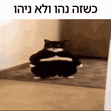 a fat black and white cat is sitting on the floor with a caption in hebrew