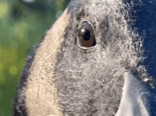 Goose Geese GIF