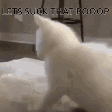 Lets Suck That Poop Twerking GIF - Lets Suck That Poop Twerking Cat GIFs