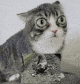 a cat with a surprised look on its face and a picture of a pig on makeagif.com