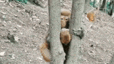 a monkey is holding onto a tree in the woods