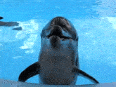a dolphin is swimming in a pool with its mouth open and looking at the camera .