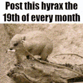 a picture of a squirrel standing on a tree branch with the caption post this hyrax the 19th of every month