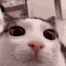 Cat Blinking GIF