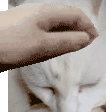 Cat Pet Pet Meme Sticker - Cat Pet Pet Meme 2061 Stickers